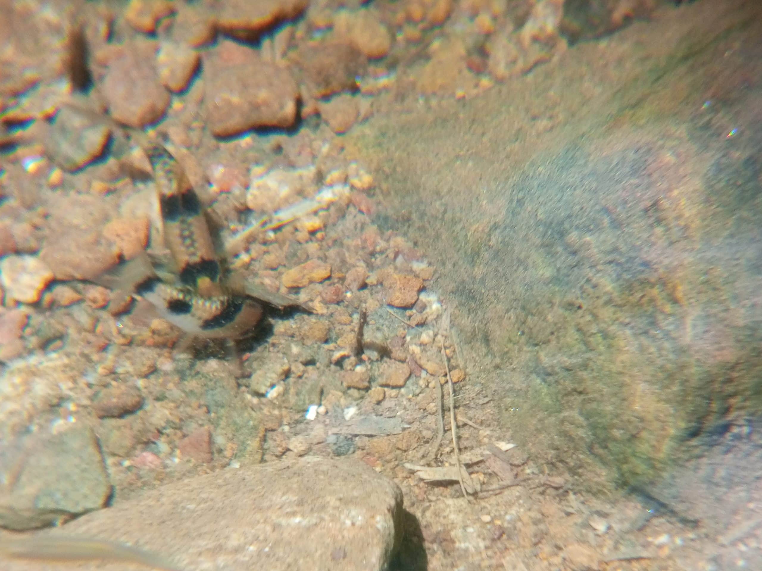 Melon Barb (Haludaria fasciata) in aquarium