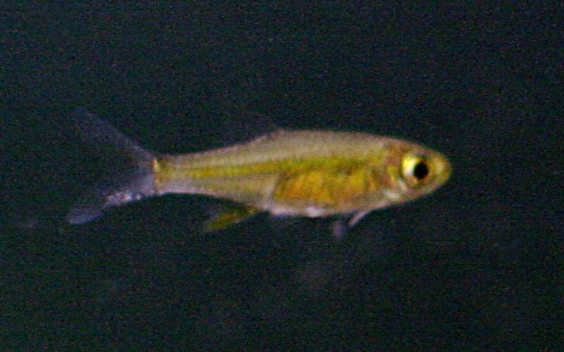 Neon green rasbora (Microdevario kubotai) showing vivid green coloration