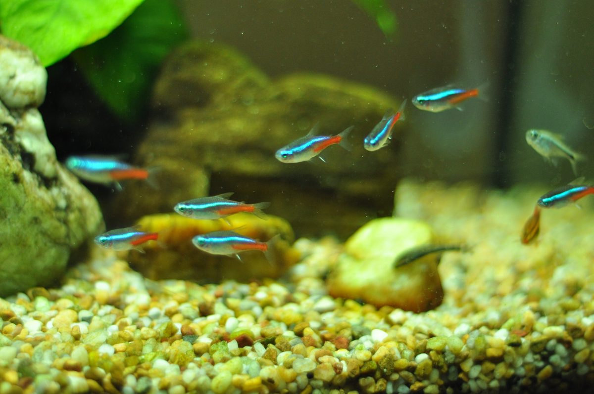 Neon tetras in a well-maintained aquarium showcasing proper aquarium care