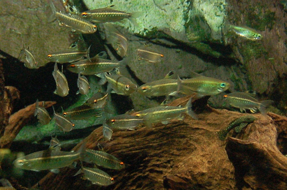 Niger tetra (Arnoldichthys spilopterus) in an aquarium showing its large iridescent scales and red eye