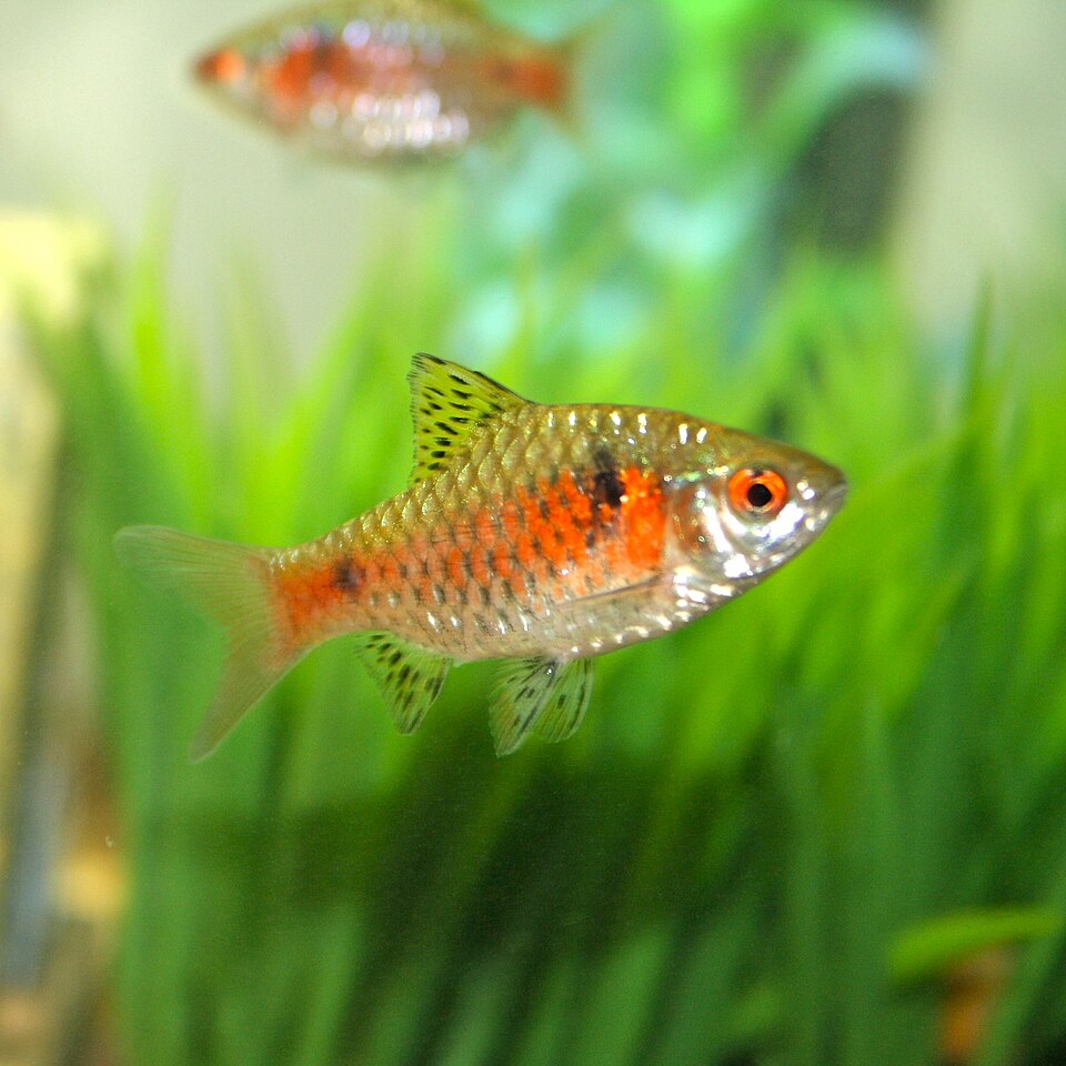 Odessa Barb (Pethia padamya) male showing red stripe
