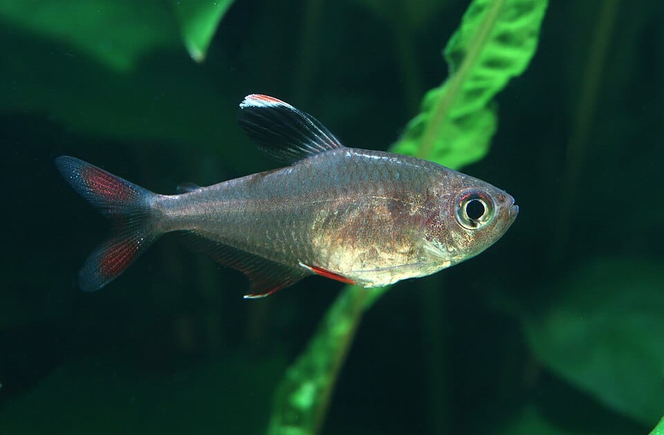 Ornate tetra (Hyphessobrycon bentosi) showing the pink body and black-and-white dorsal fin