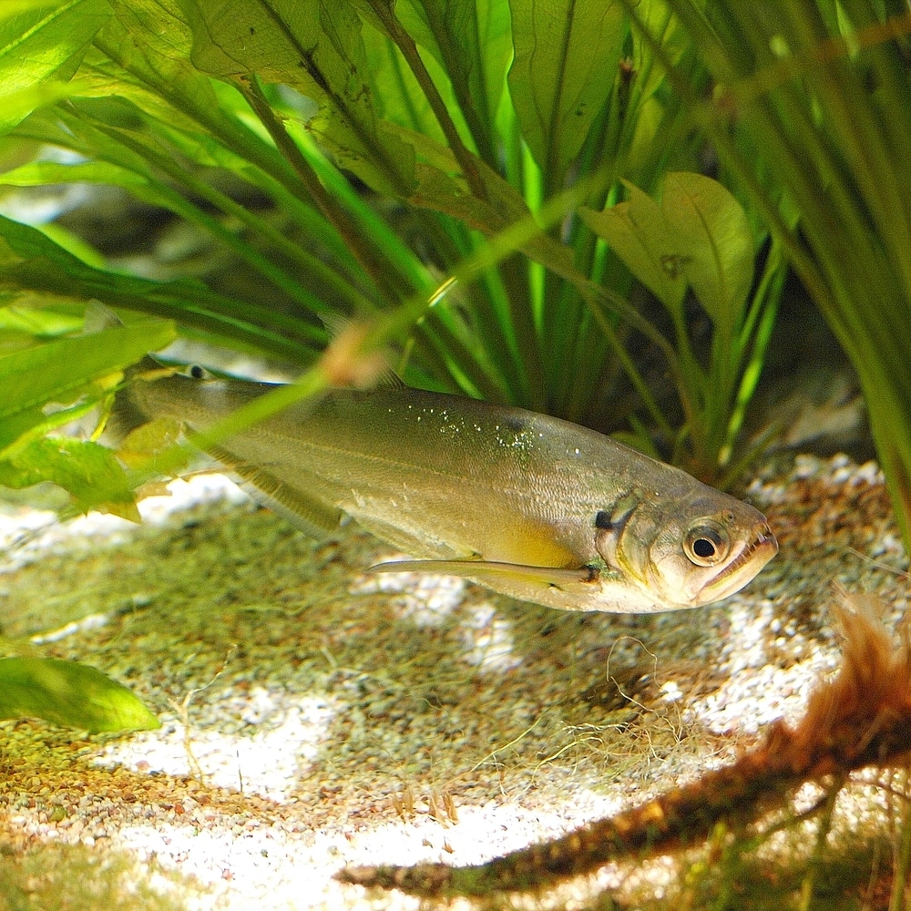 Payara or Vampire Tetra (Hydrolycus scomberoides) in a planted aquarium showing distinctive large fangs