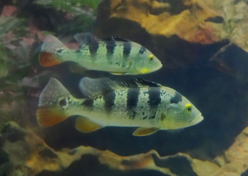 Peacock bass (Cichla kelberi) in an aquarium
