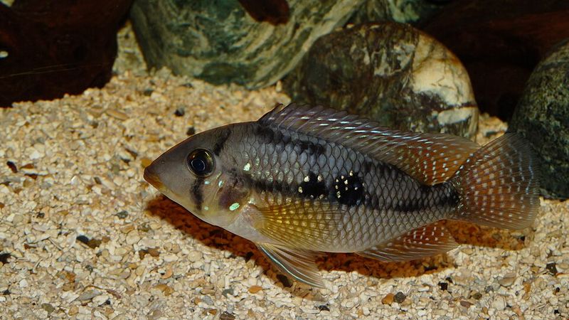 Pearl cichlid (Geophagus brasiliensis) in an aquarium