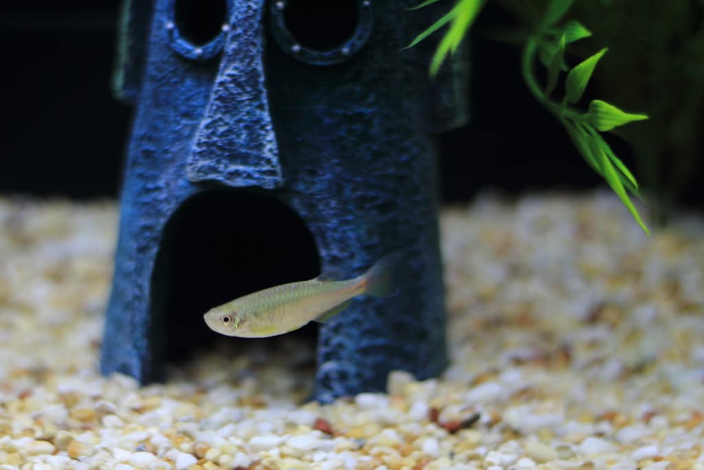 Pearl danio (Danio albolineatus) showing iridescent pink-purple body coloration