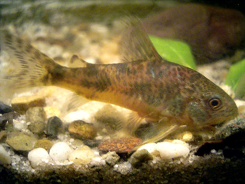 Peppered cory catfish resting on the bottom of an aquarium showing its distinctive dark spots and markings