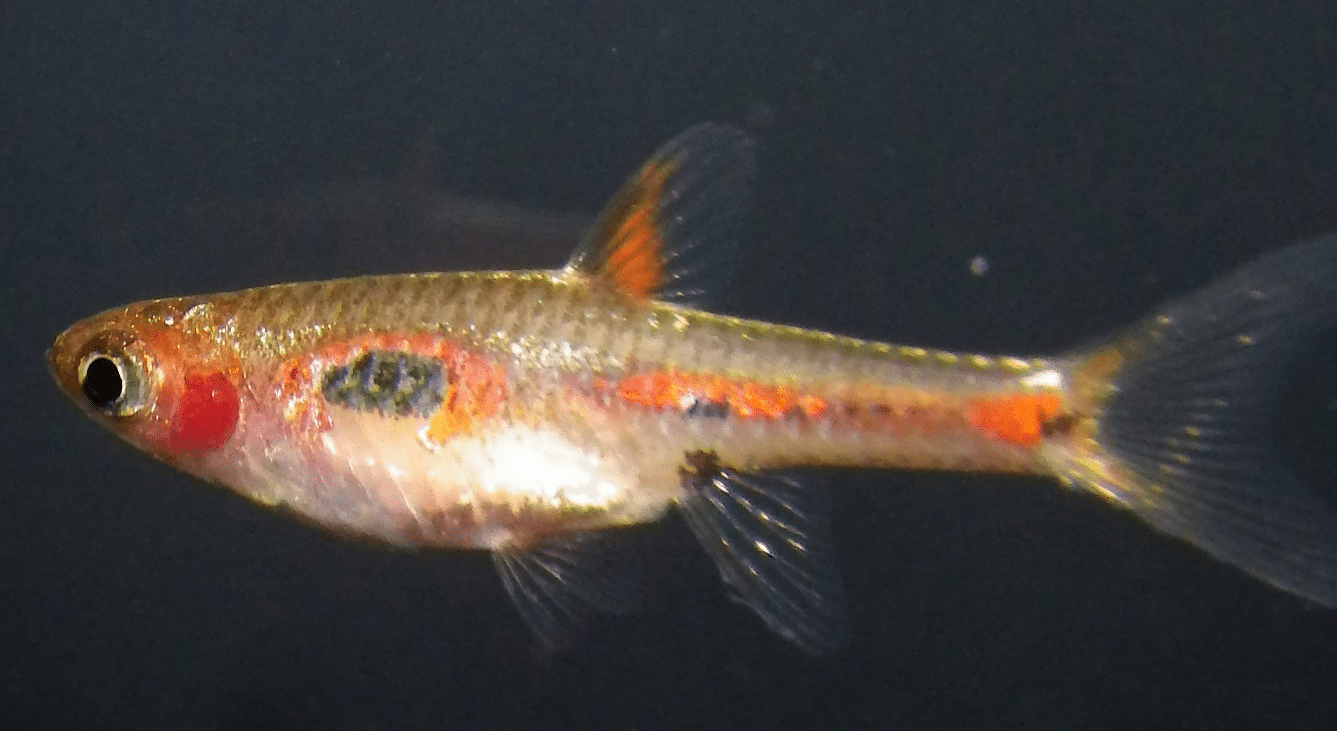 Phoenix rasbora (Boraras merah) showing red-orange coloration