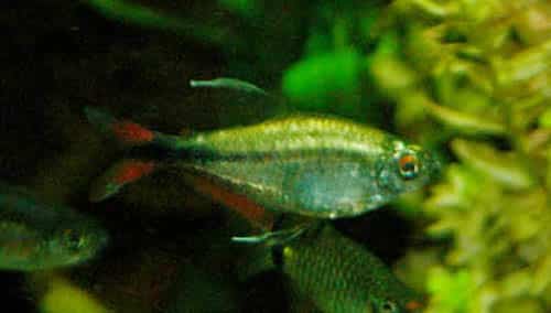 Phoenix Tetra (Hemigrammus filamentosus) showing warm orange coloration in a planted aquarium