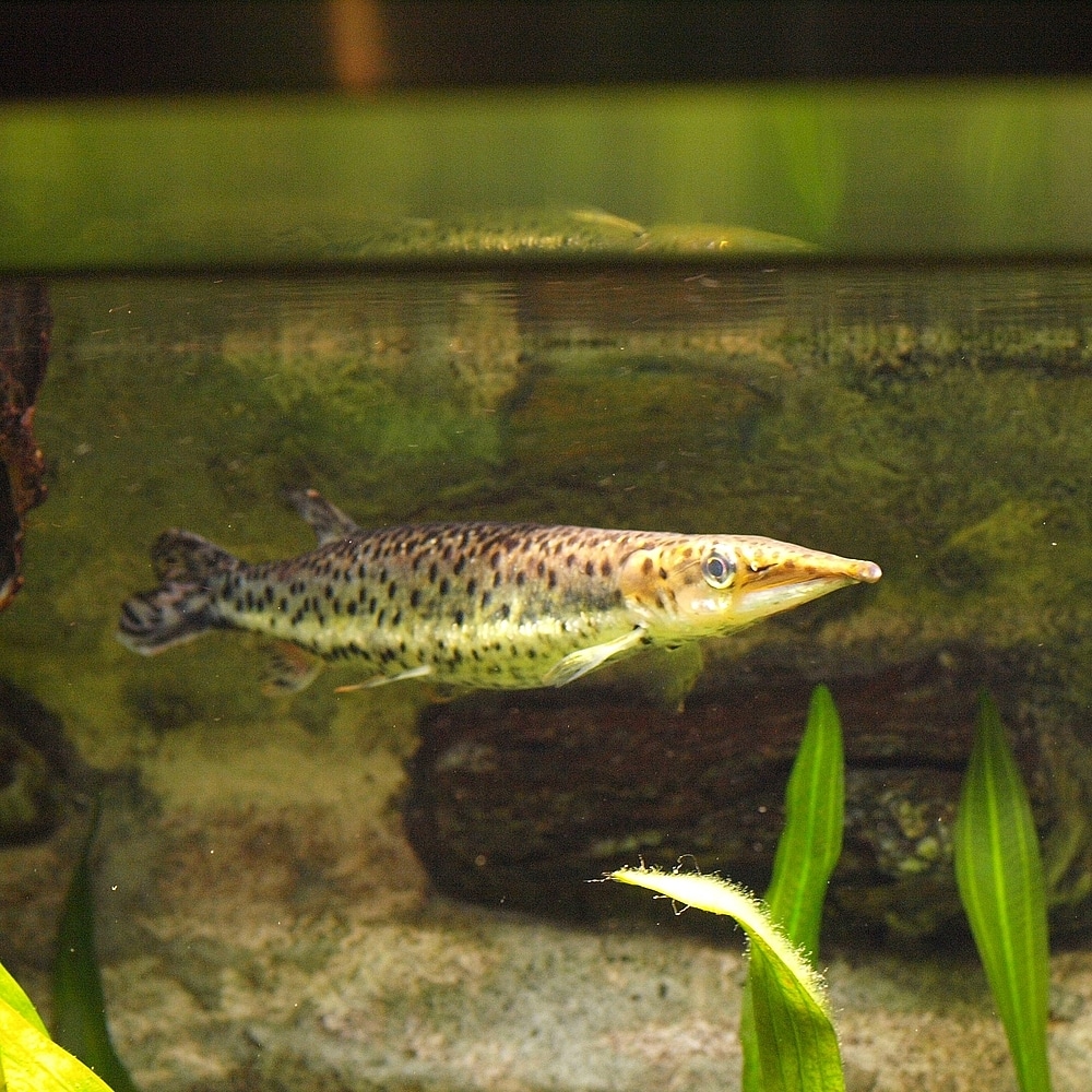 Pike Characin (Boulengerella maculata) in an aquarium showing elongated body shape