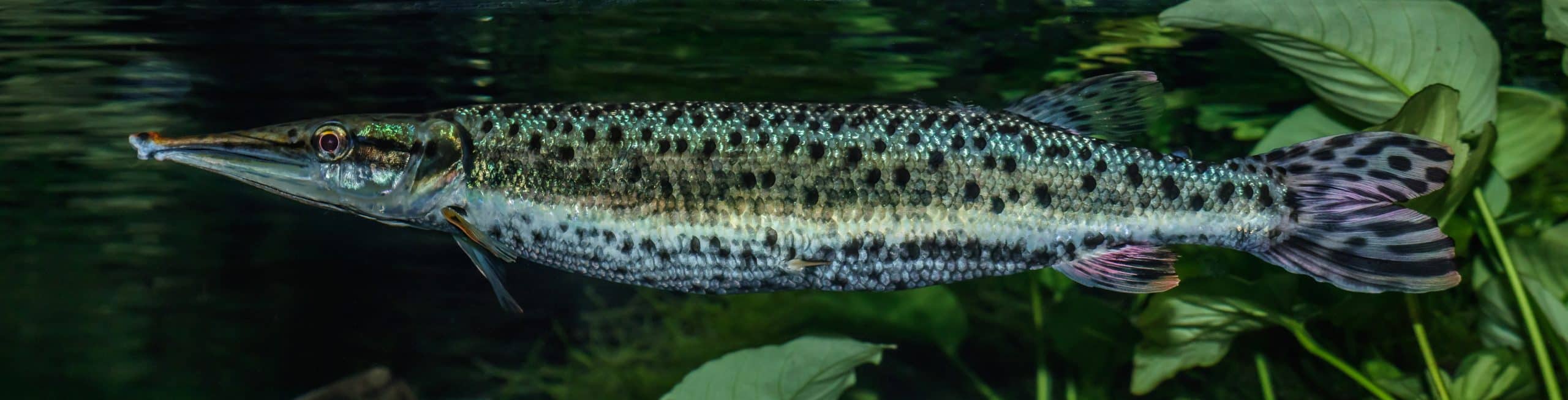 Pike Characin (Boulengerella maculata) showing spotted pattern in an aquarium. Photo by Llez, CC BY-SA 3.0