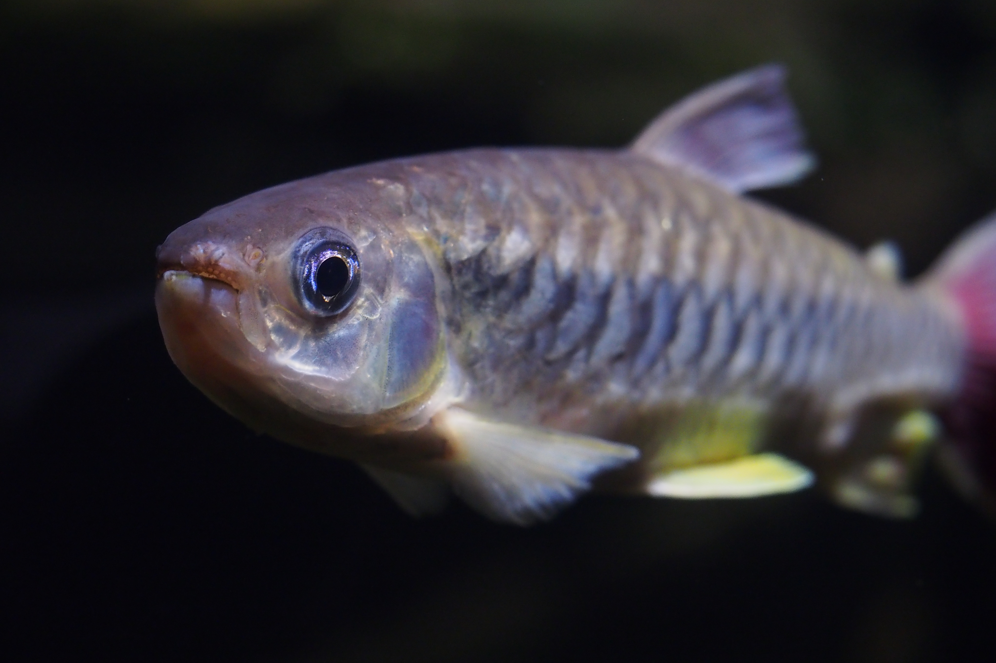 Pink-Tailed Chalceus (Chalceus macrolepidotus) close-up showing iridescent scales in an aquarium