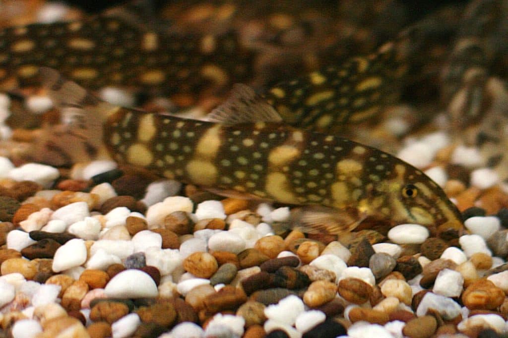 About Mark Valderrama - AquariumStoreDepot