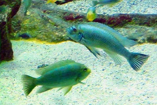Powder Blue Cichlid in aquarium