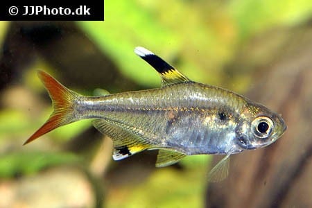 Pristella tetra (Pristella maxillaris) also known as X-ray tetra showing translucent body with yellow black and white fin markings