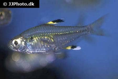 Pristella tetra swimming in a planted aquarium showing transparent body and colorful fin tips