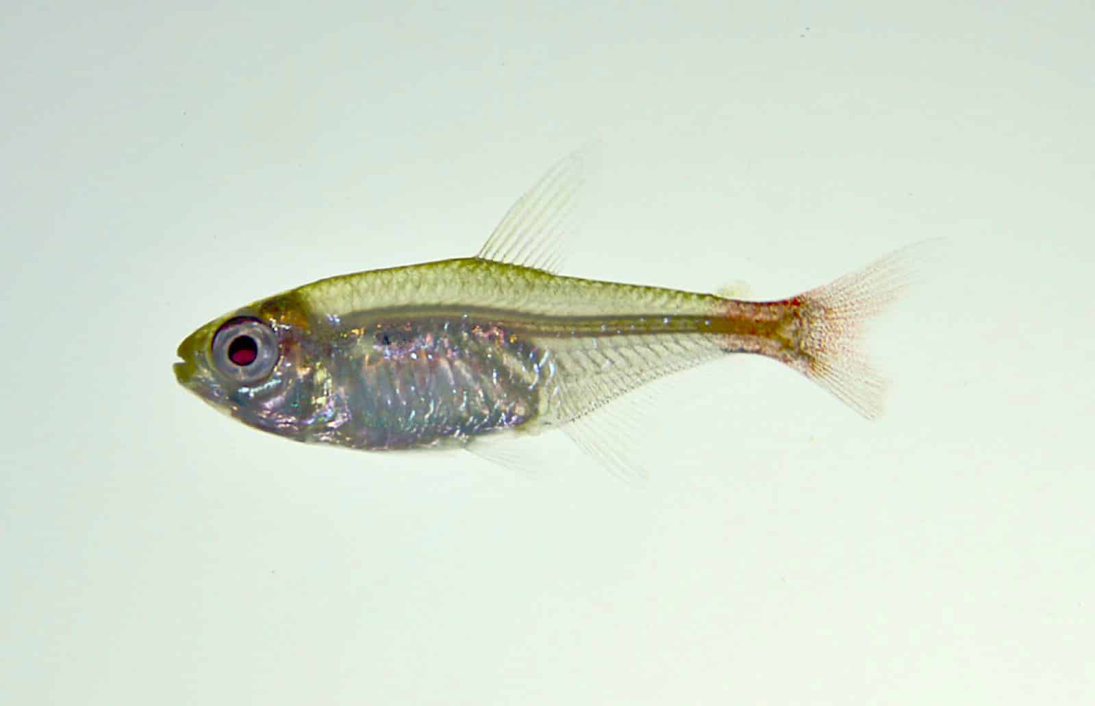 Red-base tetra (Hemigrammus stictus) displaying its distinctive red patch at the base of the caudal fin