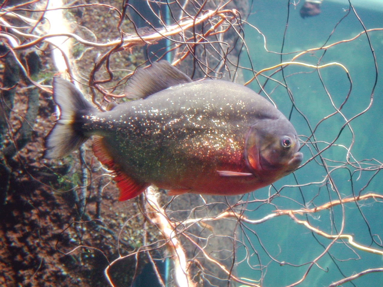 Red-bellied piranha (Pygocentrus nattereri) in an aquarium showing the characteristic red belly and silver body
