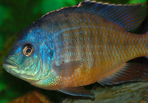 Red Empress Cichlid in aquarium