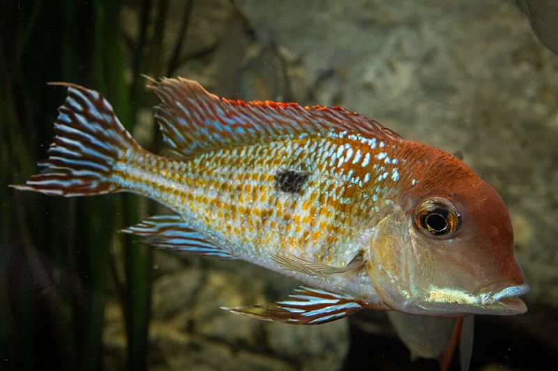 Red head tapajos (Geophagus pyrocephalus) in an aquarium