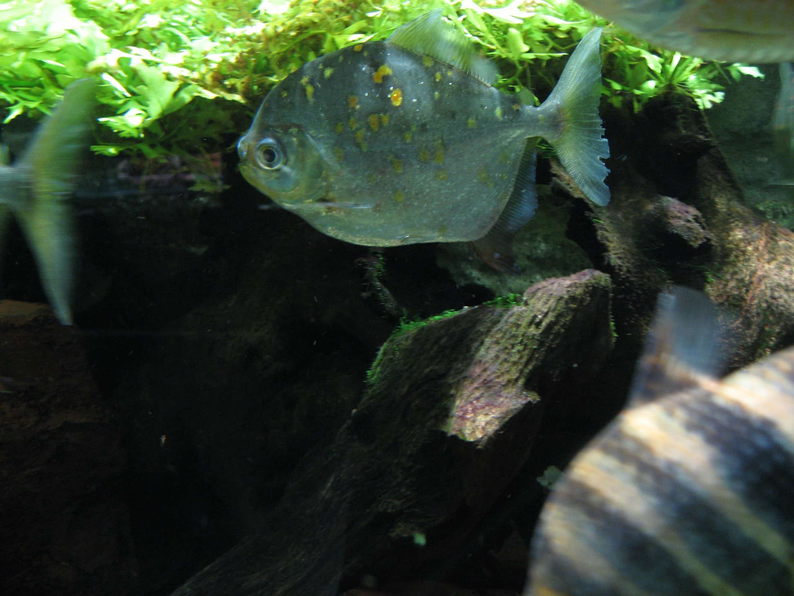 Red hook silver dollar showing its distinctive red anal fin with hook extension
