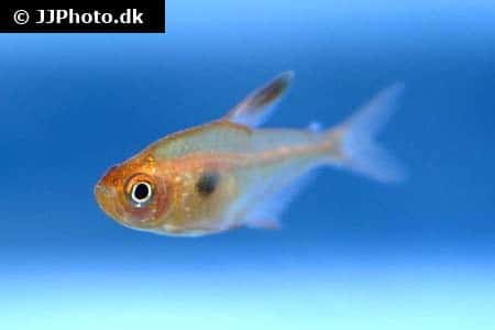 Red phantom tetra (Megalamphodus sweglesi) showing vibrant red-orange coloration