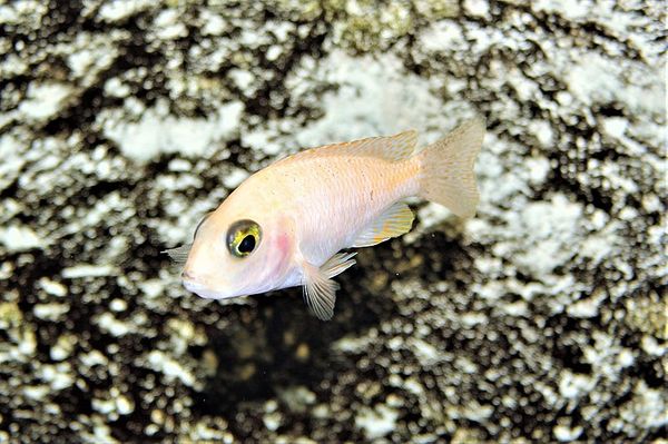 Red Zebra Cichlid in aquarium