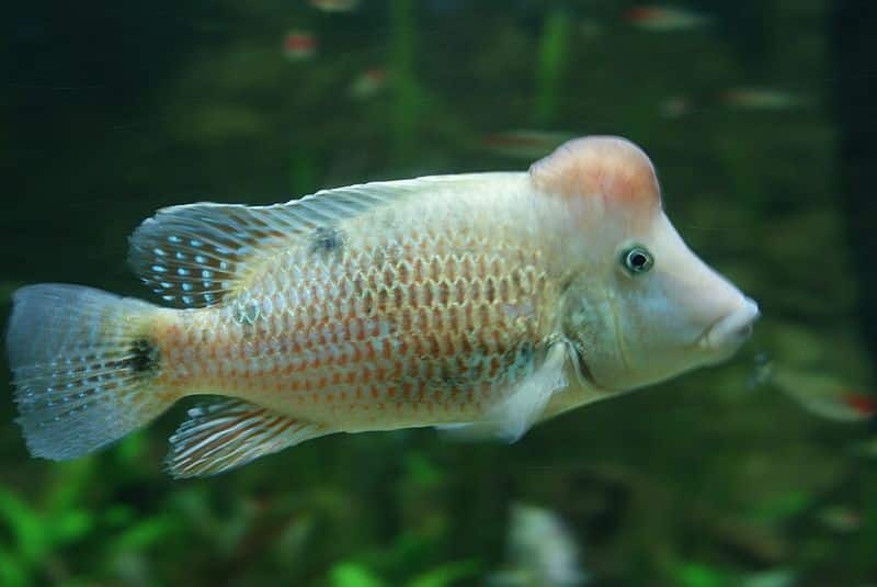 Redhump eartheater (Geophagus steindachneri) in an aquarium