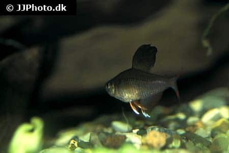 Rosy tetra (Hyphessobrycon rosaceus) displaying pink coloration and black-and-white dorsal fin