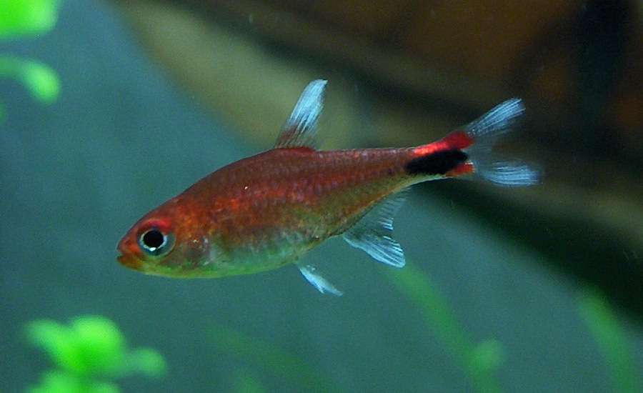 Ruby Tetra (Axelrodia riesei) in a planted aquarium. Photo by Thomas Siems, CC BY-SA 2.0