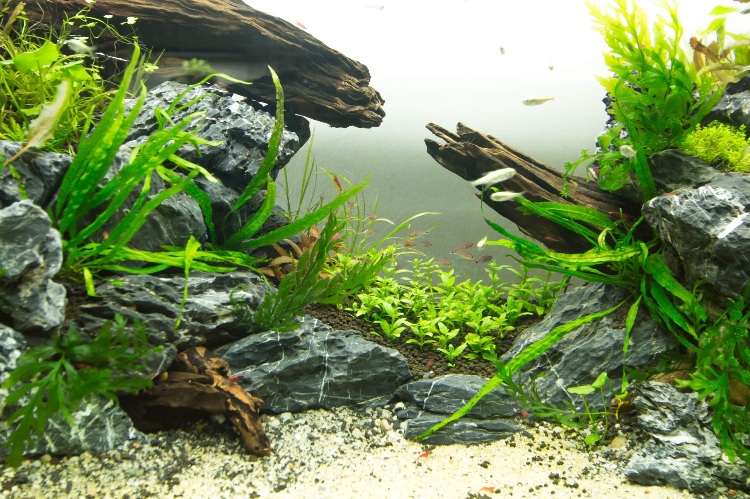 School of Ruby Tetras in a planted aquascape with driftwood and rocks
