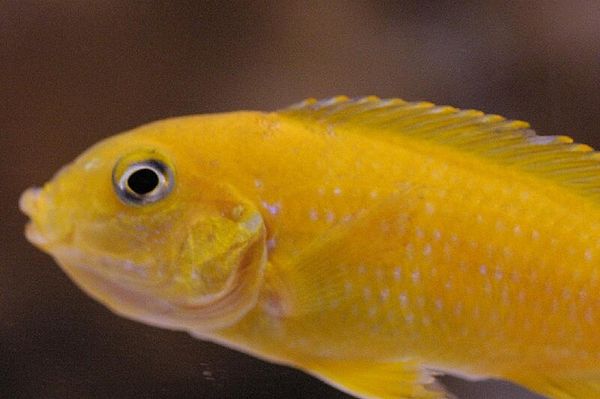 Saulosi Cichlid in aquarium
