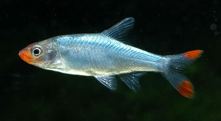 Sawbwa Barb (Sawbwa resplendens) male showing red markings