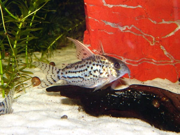 Schwartz's cory catfish (Corydoras schwartzi) resting on substrate