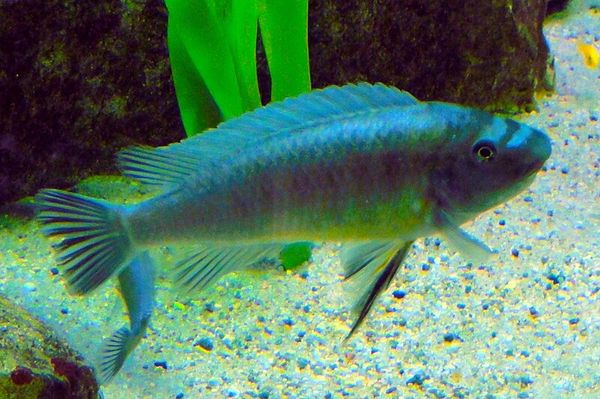 Scrapermouth Mbuna in aquarium