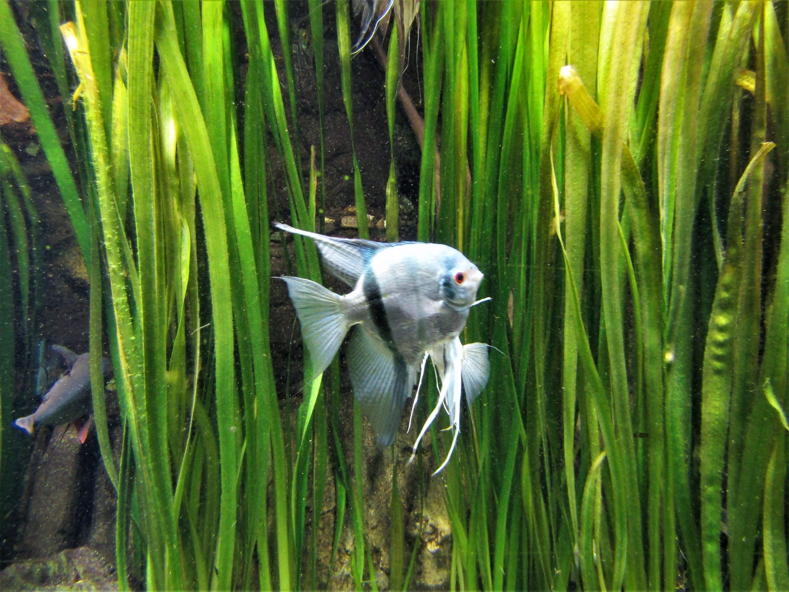 Silver tetra showing its characteristic deep silver body and iridescent scales