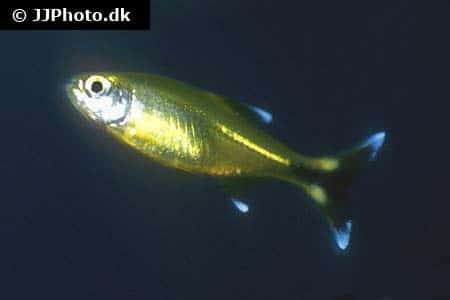 Silvertip tetra (Hasemania nana) showing golden body with silver-white tipped fins