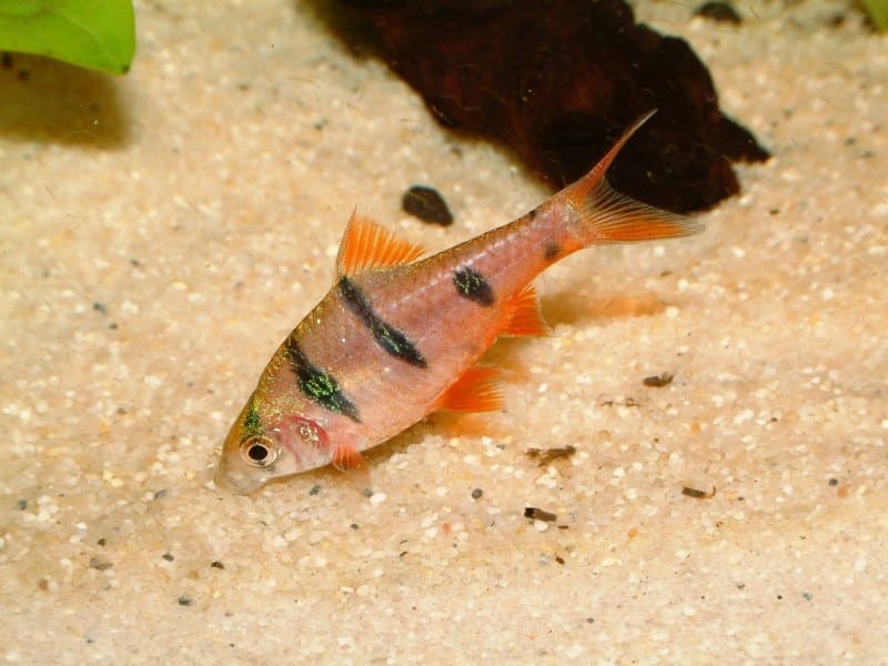 Six-Banded Barb - Desmopuntius hexazona