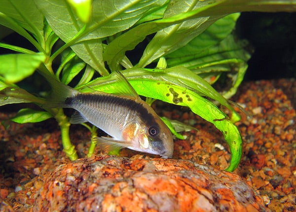 Skunk cory showing the distinctive dark arched stripe along the dorsal ridge
