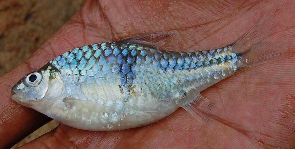 Spanner Barb - Barbodes lateristriga