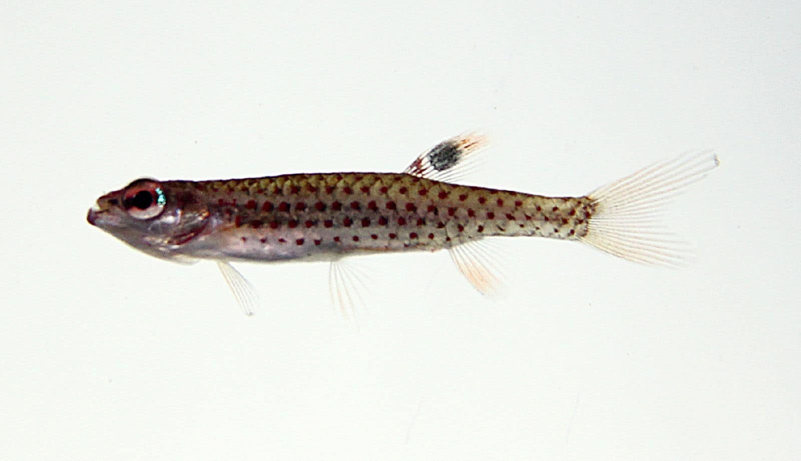 Copella species in an aquarium setting showing the elongated body and fin structure typical of splash tetras