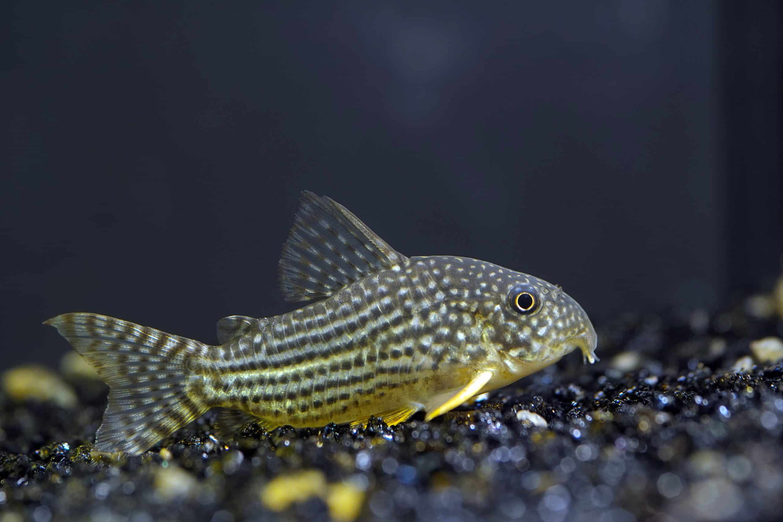 Sterbai cory catfish showing distinctive white spots on dark head and bright orange pectoral fin spines