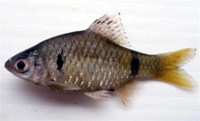 Stoliczkae Barb - Pethia stoliczkana