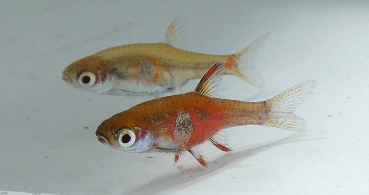 Strawberry rasbora (Boraras naevus) pair