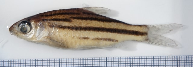 Striped Barb - Desmopuntius johorensis