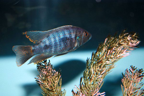 Sulphur Crest Cichlid in aquarium