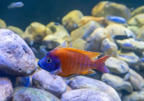 Sunshine Peacock in aquarium