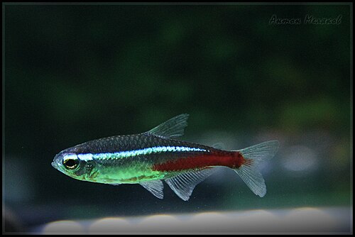 School of neon tetras swimming in a freshwater aquarium