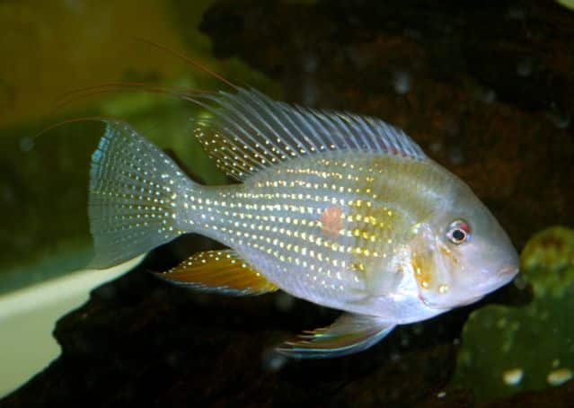 Threadfin acara (Acarichthys heckelii) in an aquarium