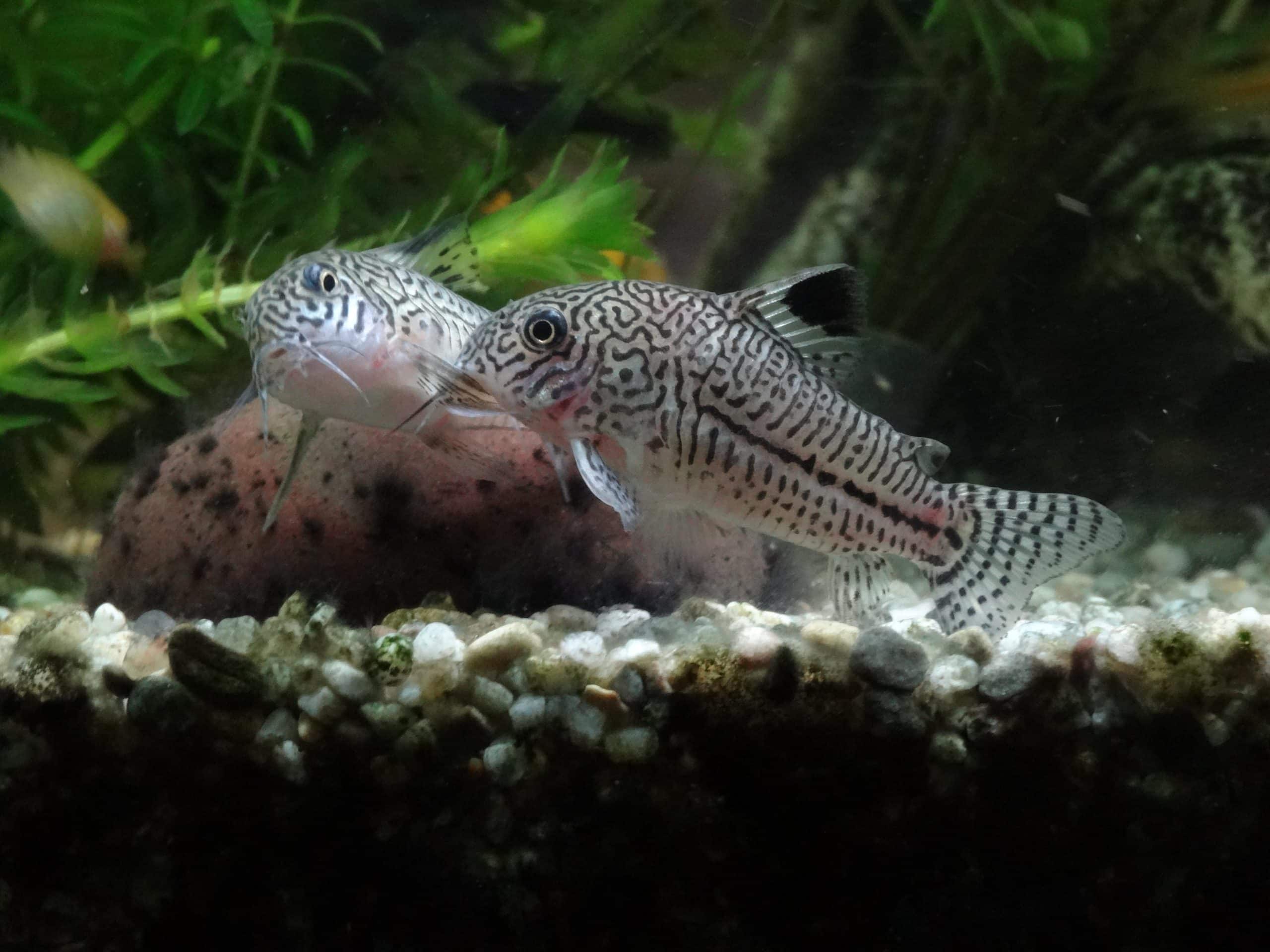 Three-line cory catfish (Corydoras trilineatus), often sold as julii cory in the aquarium trade